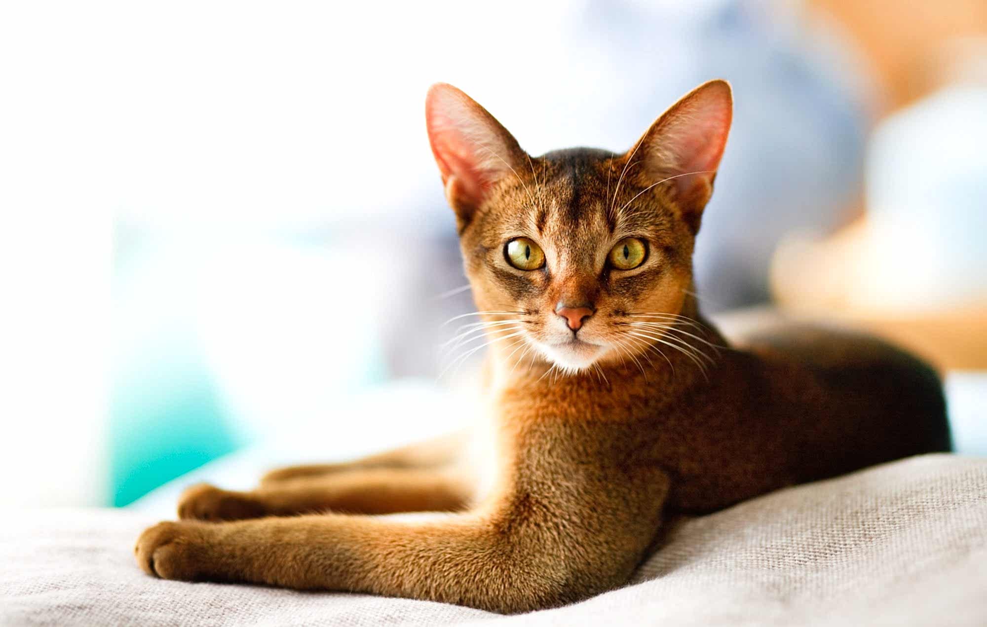 Abyssinian kedisi hakkinda bilinmeyenler