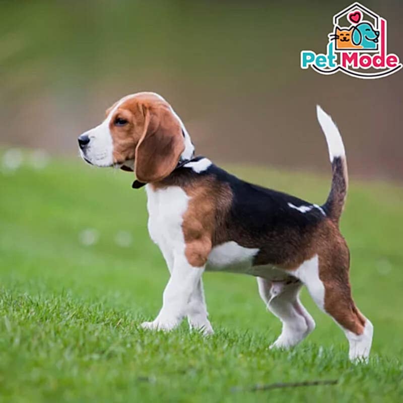 beagle