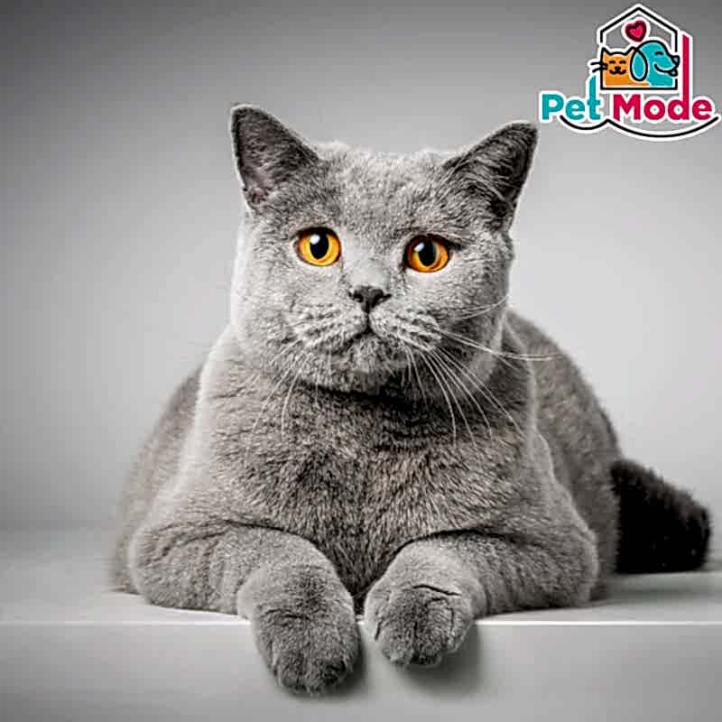 british shorthair