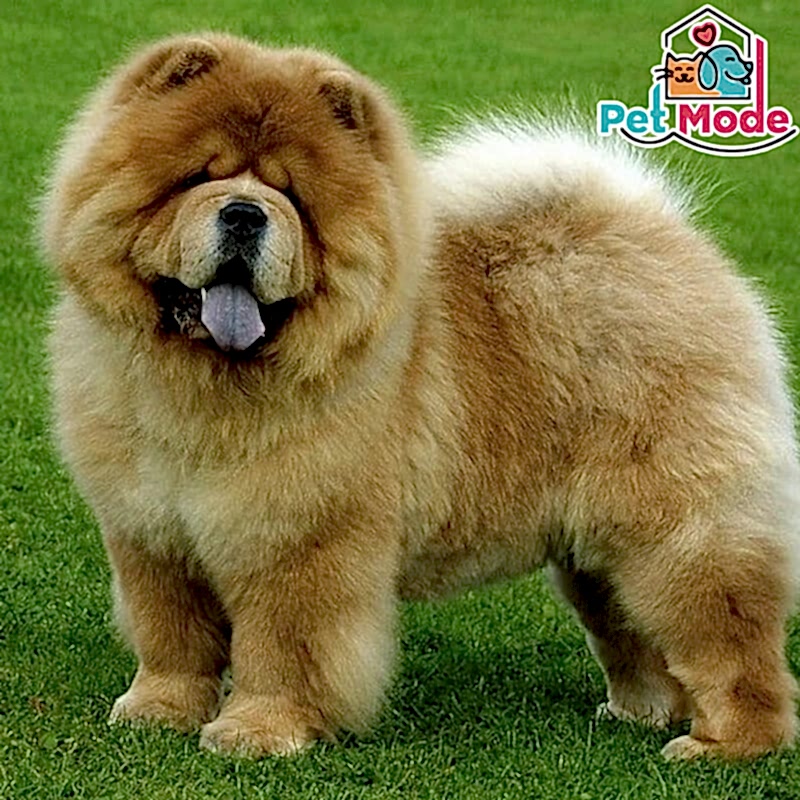 chow-chow