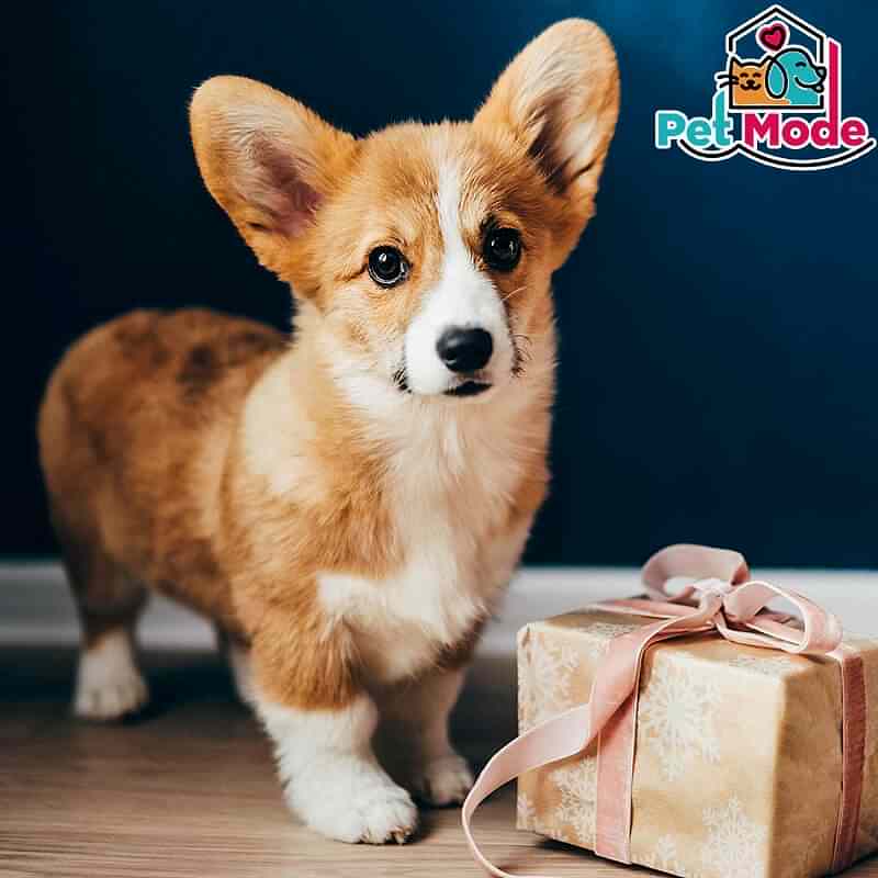 korgi-welsh-corgi