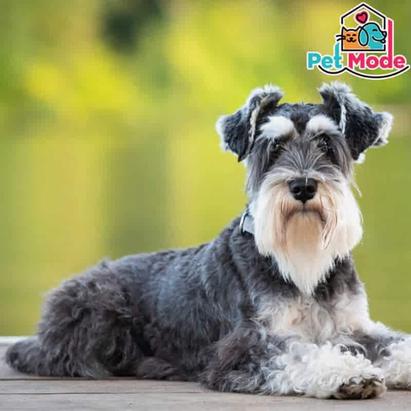 schnauzer
