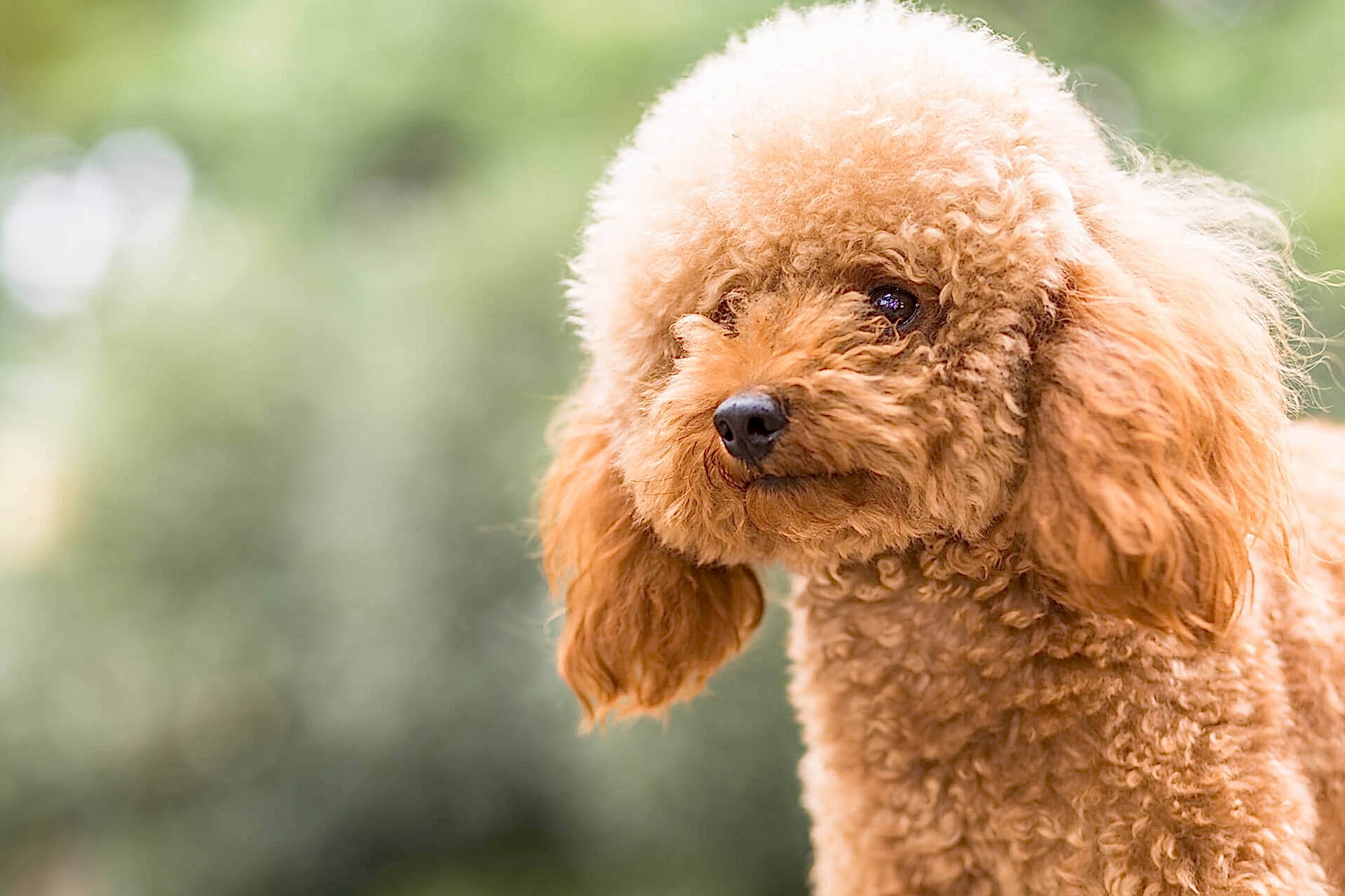 toy poodle sahiplenmeye deger bir kopek irki