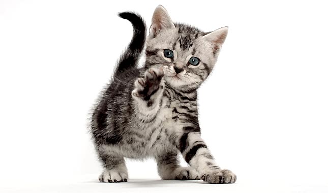 American-Shorthair-petmode