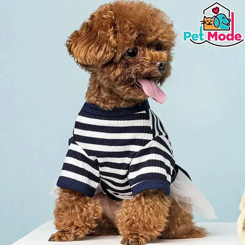 Toy Poodle 2 toy-poodle-kopek-ciftligi